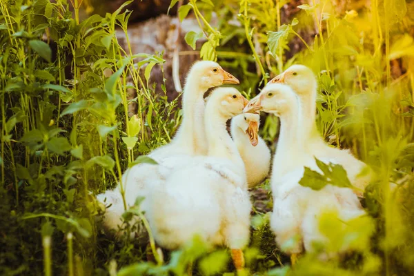 Пять молодых гусей вместе сидят на траве — стоковое фото