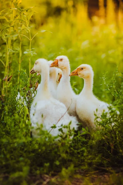 Fem unga gås tillsammans sitta i gräset — Stockfoto