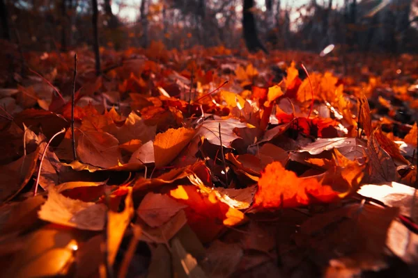 Las hojas de otoño se cierran sobre el fondo del sol — Foto de Stock