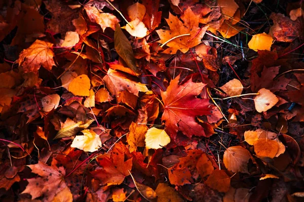 Folhas de outono são grandes na floresta — Fotografia de Stock