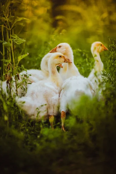 五雏鹅一起坐在草地上 — 图库照片
