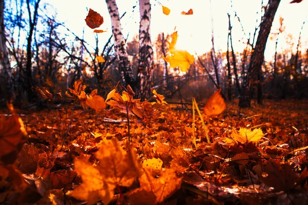 Las hojas de otoño se cierran sobre el fondo del sol — Foto de Stock