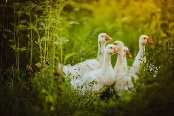 Fem unga gås tillsammans sitta i gräset — Stockfoto