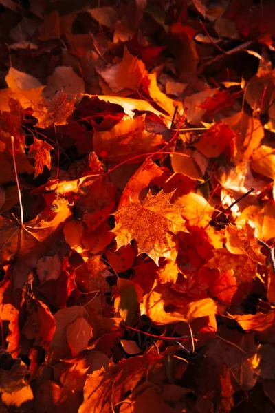 Feuilles d'automne rapprochées sur fond de soleil — Photo