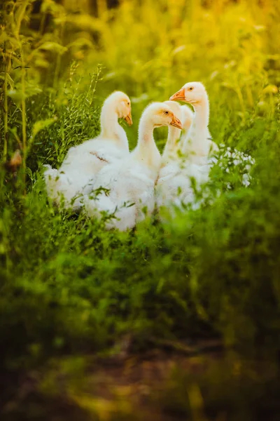 Cinq jeunes oies ensemble s'assoient dans l'herbe — Photo