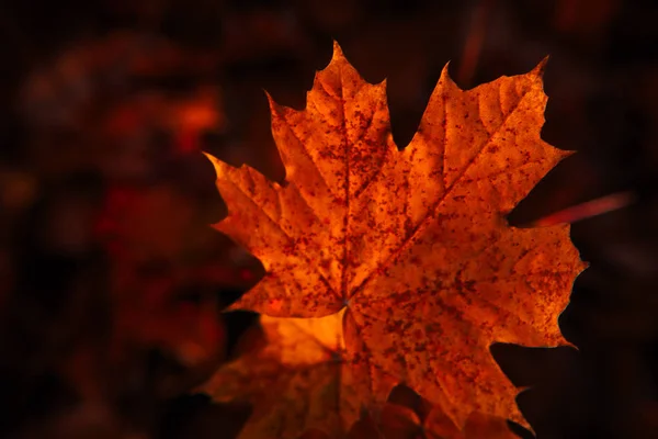 Folhas de outono perto no fundo escuro — Fotografia de Stock
