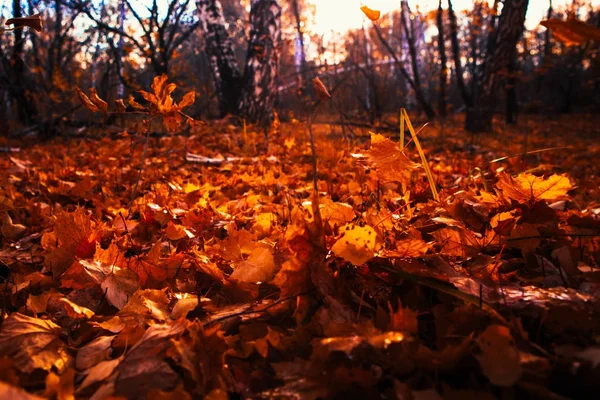 Herbstblätter hautnah auf dem Sonnenhintergrund — Stockfoto