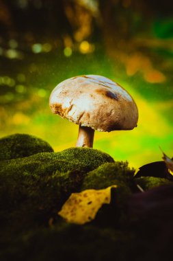 taze mantar orman petrol üzerinde yosun yetişir