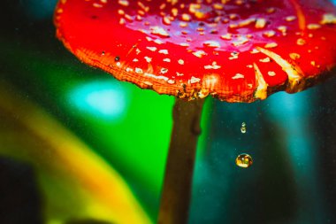 Güzel kırmızı, beyaz benekli, yosunlu mantar.