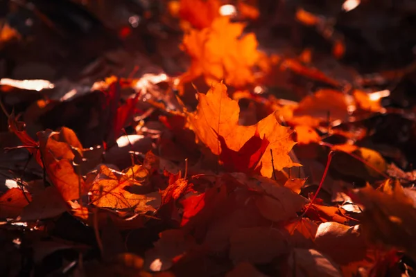 Las hojas de otoño se cierran sobre el fondo del sol — Foto de Stock