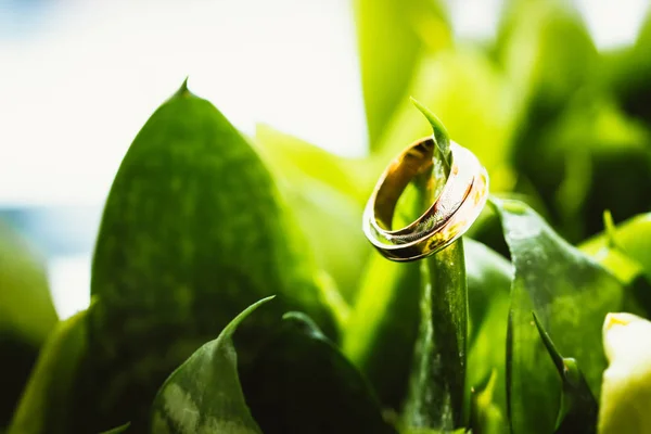 Anillos de boda en flores verdes —  Fotos de Stock