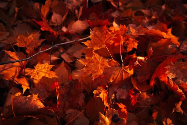 Güneş arka plan üzerinde yakın yaprak