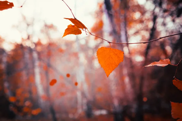 Herbstblätter hautnah auf dem Sonnenhintergrund — Stockfoto