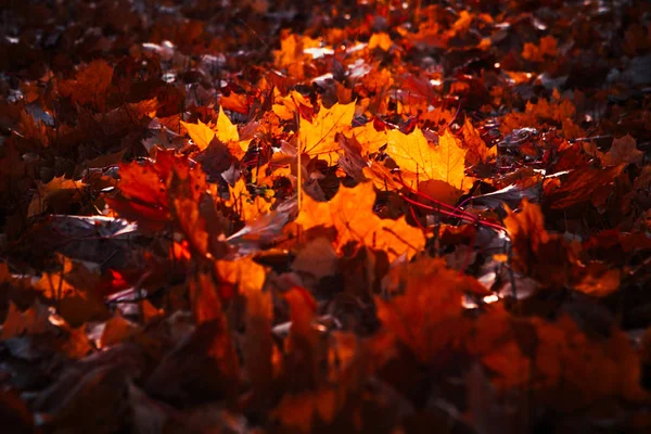 Folhas de outono são grandes na floresta — Fotografia de Stock