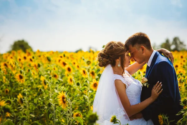 Mariés sur fond de champ de tournesols — Photo