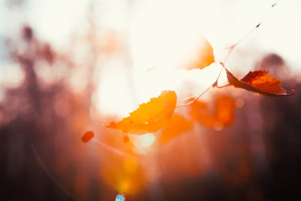 Feuilles d'automne rapprochées sur fond de soleil — Photo