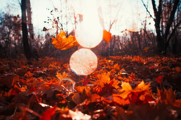 Las hojas de otoño se cierran sobre el fondo del sol — Foto de Stock