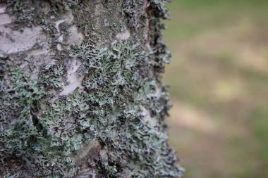 bir ağaç yakın çekim üzerinde ışık yeşil yosun