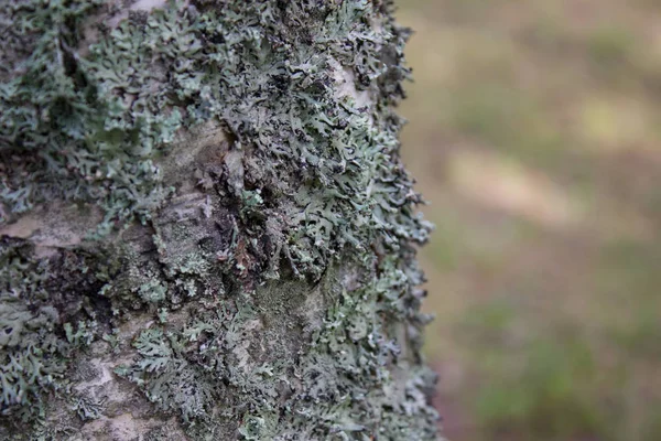 树特写镜头上的浅绿色苔藓 — 图库照片