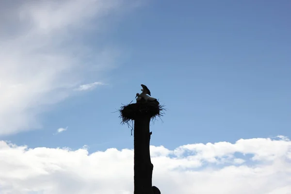 Gólya a fészekben a délutáni ellen a kék ég — Stock Fotó