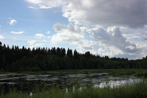 Beautiful lake landscape with trees and herbs — Stock Photo, Image