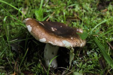 çim bir arka plan üzerinde kahverengi mantar yakın çekim