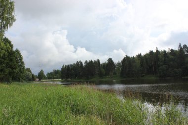 ağaçlar ve otlar ile güzel göl manzara