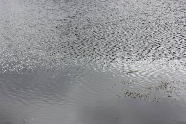 ağaçlar ve otlar ile güzel göl manzara