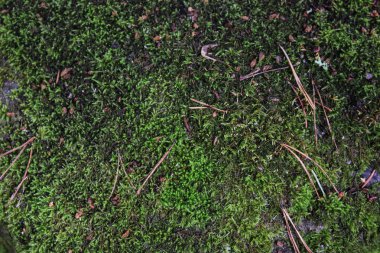 bir arka plan taş yosun yakın çekim