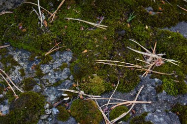 bir arka plan taş yosun yakın çekim