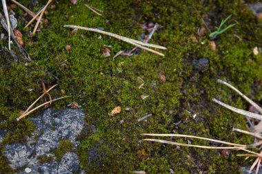 bir arka plan taş yosun yakın çekim