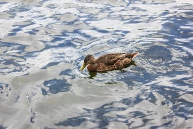 Tsarskoe Selo Catherine Park ördek