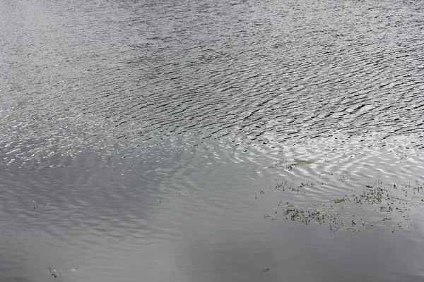 ağaçlar ve otlar ile güzel göl manzara