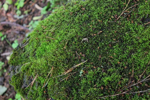 Moss close-up na pozadí kamenů — Stock fotografie