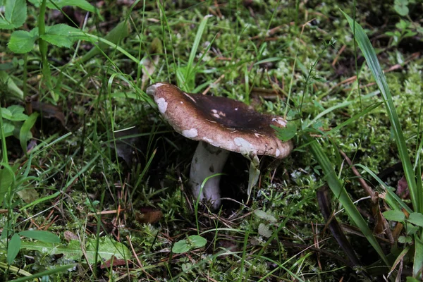 çim bir arka plan üzerinde kahverengi mantar yakın çekim