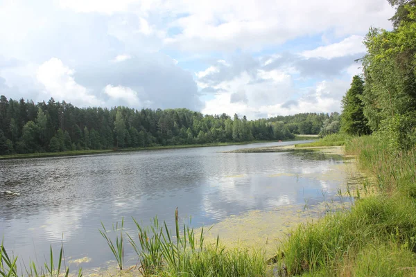 Piękne jezioro krajobraz z drzew i ziół — Zdjęcie stockowe