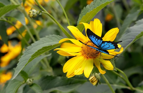 Krásný motýl sedí na rudbeckia žlutý květ. — Stock fotografie