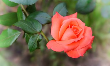 güzel çiçek yaprakları yeşil karşı yükseldi