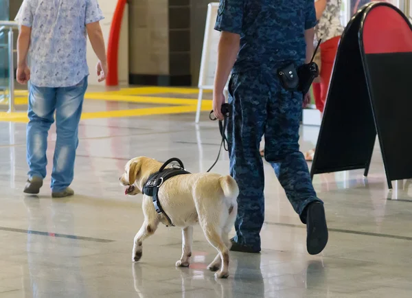 Havaalanında polis ve algılayıcı köpekler.