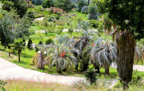 熱帯・亜熱帯植物の植物園. — ストック写真