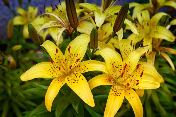 Yellow lilies blossom among the leaves so green — Stock Photo, Image