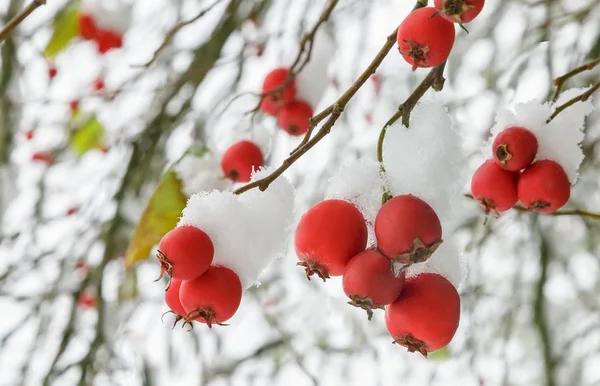 Hagebær på busker dekket med snø . – stockfoto