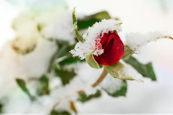 Czerwona róża zaległ z pierwszym śniegiem. — Zdjęcie stockowe
