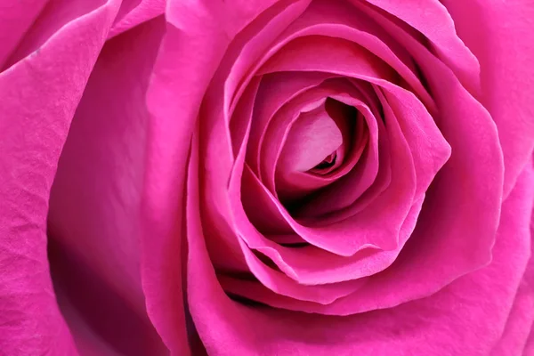 Mitte Blume rote Rose aus nächster Nähe. — Stockfoto