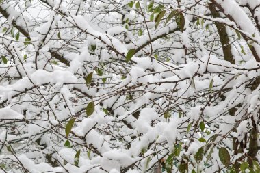 Ağaçların dalları üzerinde ilk şiddetli kar yağışı.