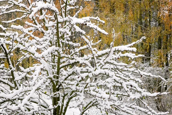 První těžký sníh na větve stromů. — Stock fotografie