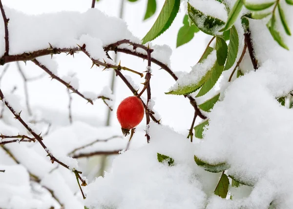 Liście i owoce głogu, pokryte śniegiem. — Zdjęcie stockowe