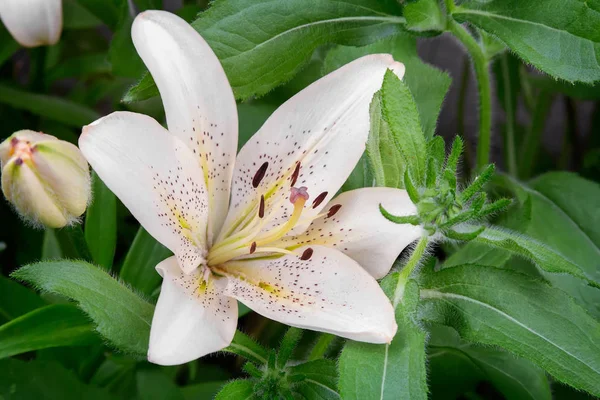 Bloemen van een Witte Lelie close-up. — Stockfoto