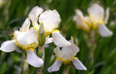 Bahçede açan, soluk sarı süsen çiçekleri.