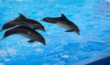 Dolphinariums yunuslar performansını.